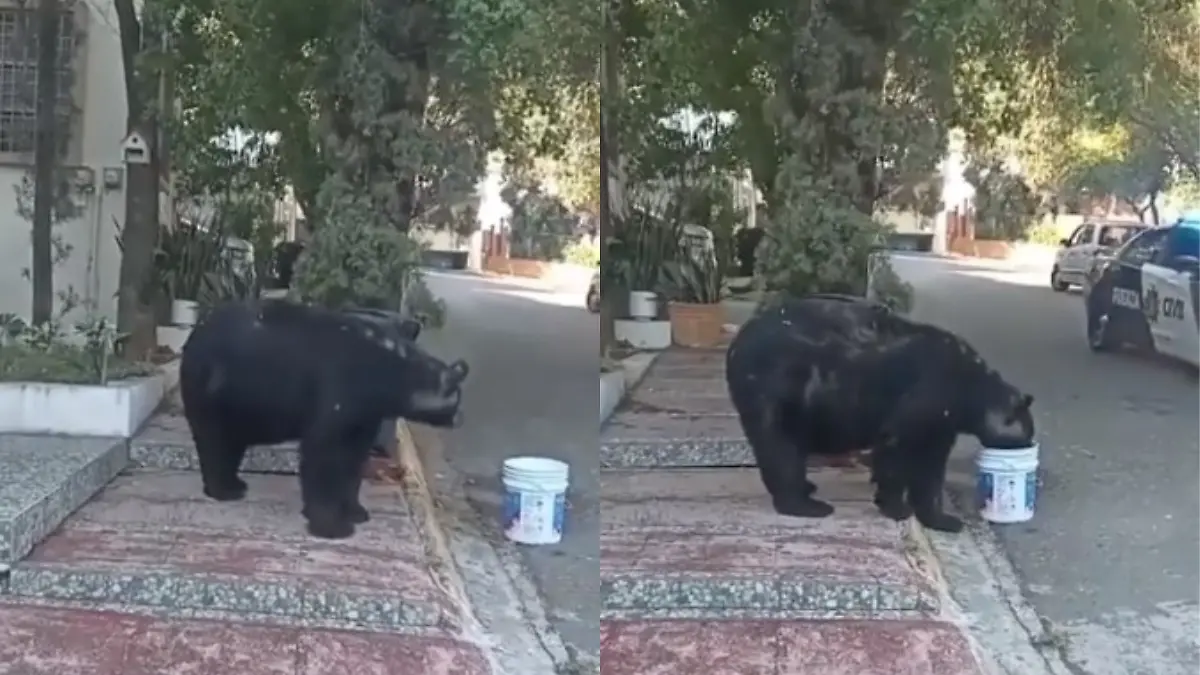 Oso en Monterrey 