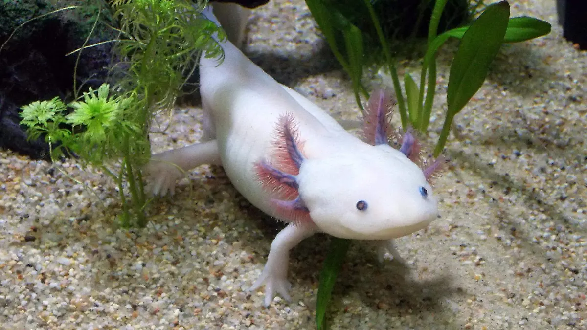 axolotl-2193331_1920