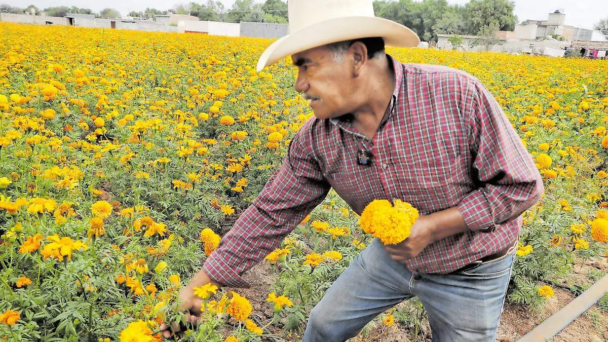 Sembradío de cempasúchil