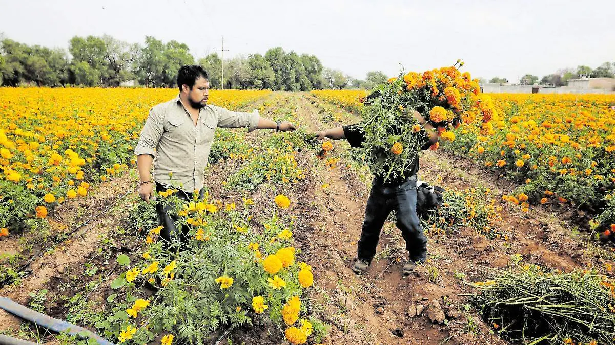 Cosecha de cempasúchil