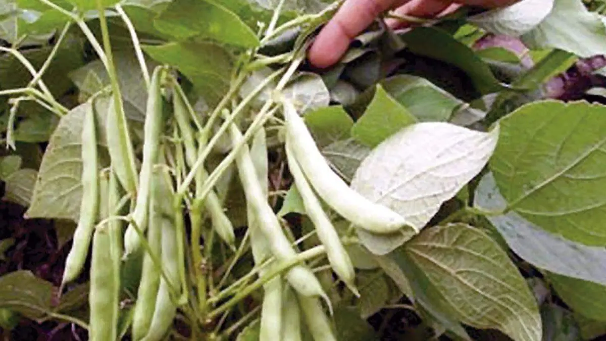 Planta-de-frijol