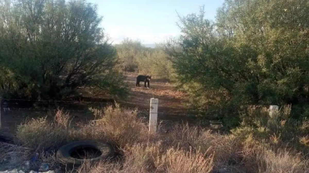 Osos en zona habitacional de Concepción del Oro, Zacatecas