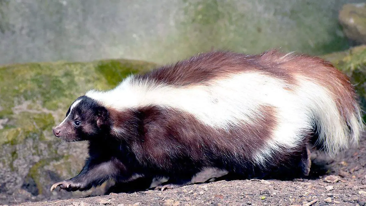 zorrillo