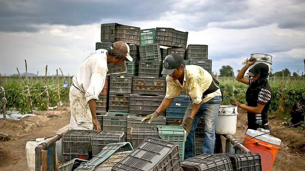 Grupo de jornaleros agrícolas en labores de cosecha