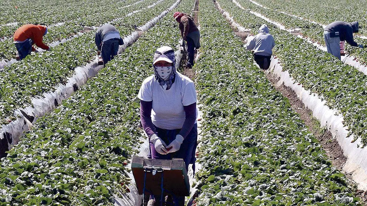 Trabajadores-agrícolas