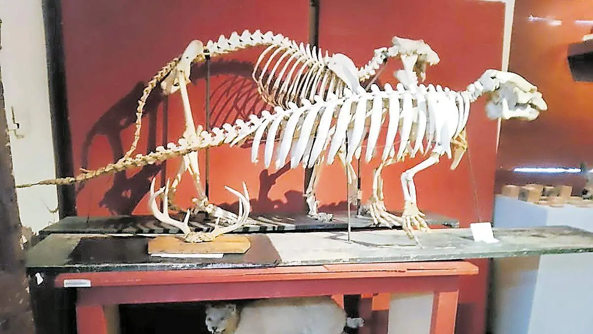 Museo de Historia Natural de la UAZ