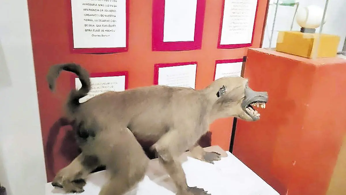 Museo de Historia Natural UAZ