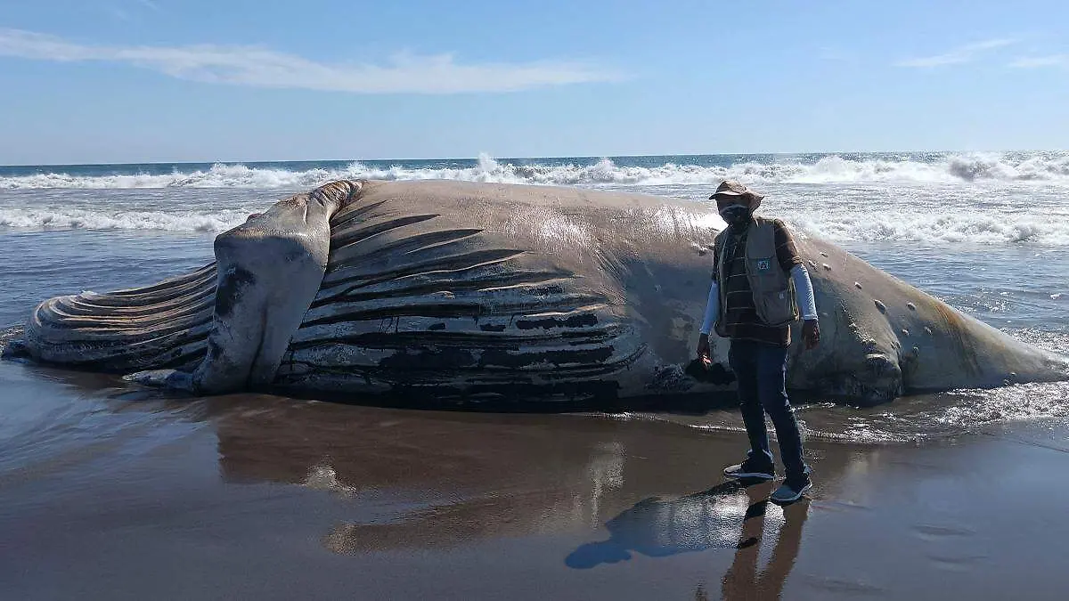 Ballena jorobada muerta