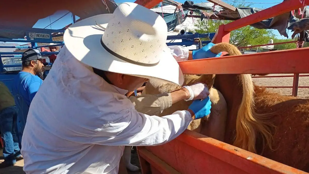 Veterinario atendiendo a una res