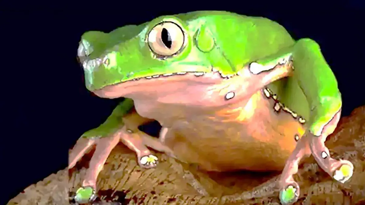 Ranas UNAM