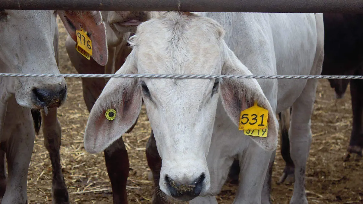1012853_Campaña vs Tubercolosis Bovina_web