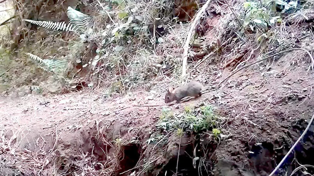 Conejo Omiltemi