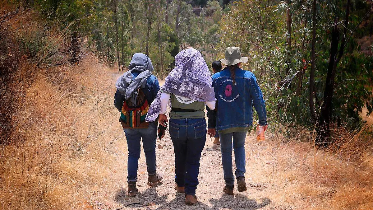 Buscadroas Escarabajos en Zacatecas