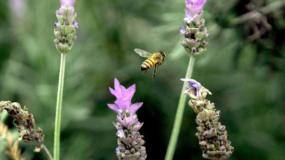 Día Mundial de las Abejas