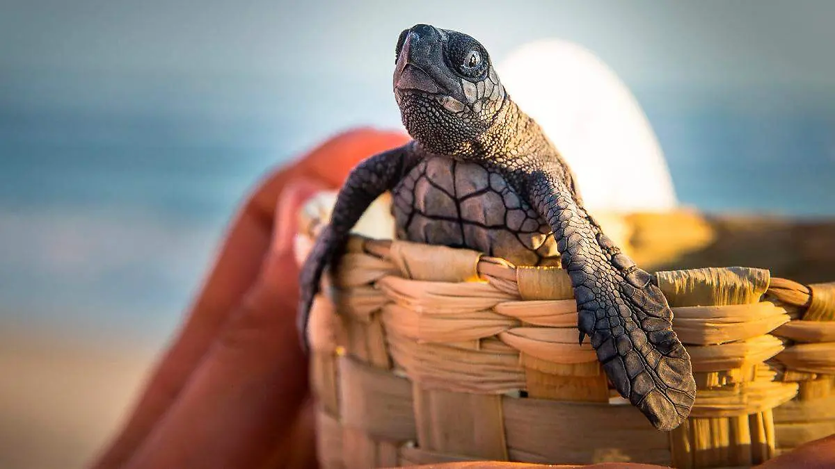Día Mundia de las Tortugas