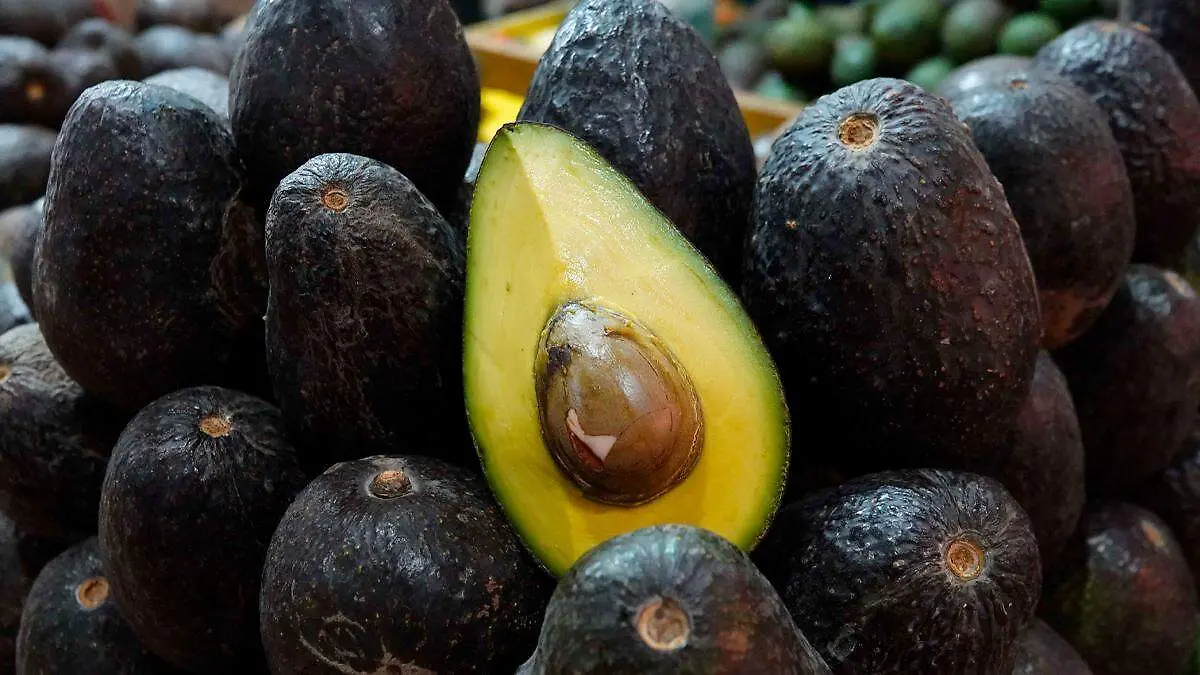 Aguacates En M xico Evaluaci n De Aguacates Criollos En Nuevo Le n Aguacates En M xico Evaluaci n De Aguacates Criollos En Nuevo Le n