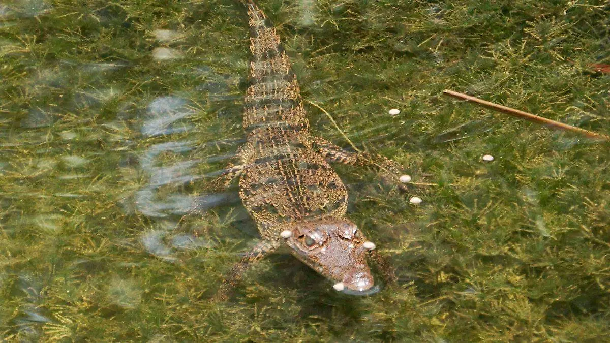 Cocodrilo