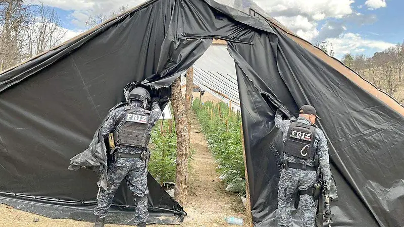 Invernadero de marihuana localizado en Florencia de Benito Juárez