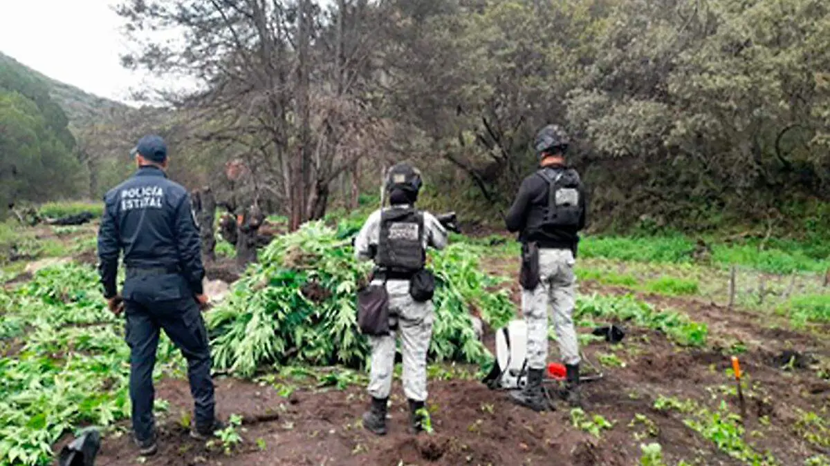 Destrucción de plantío