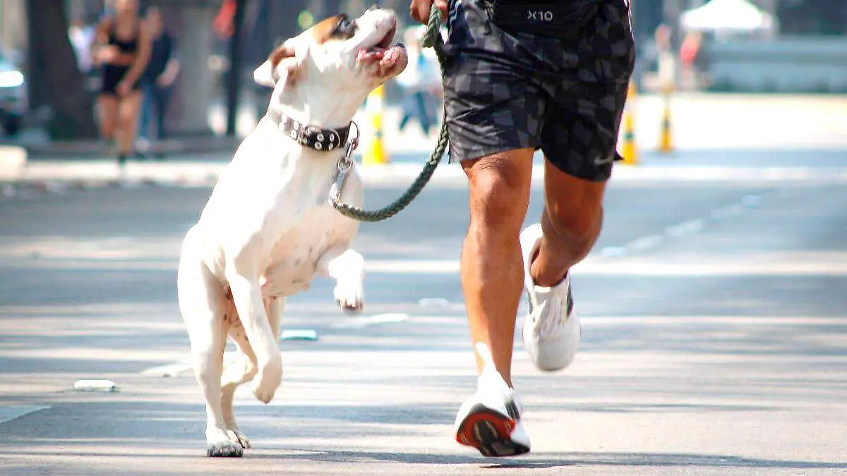 Día Mundial del Perro