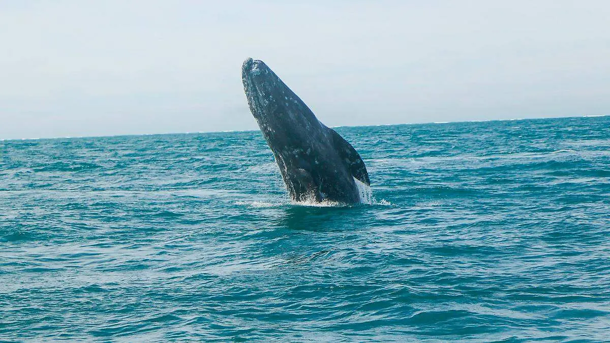 Ballena en el mar