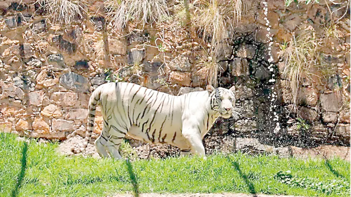 Junior tigre albino en el UMA