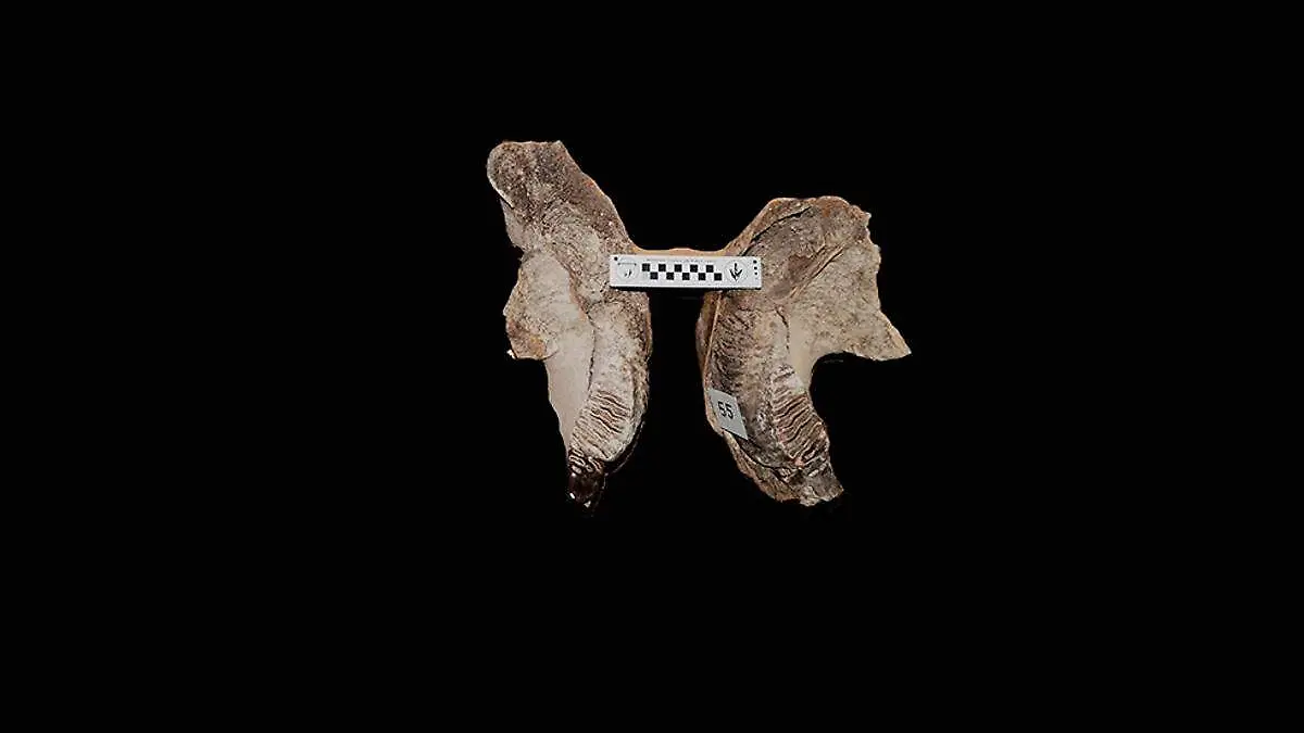 Fósil de mamut