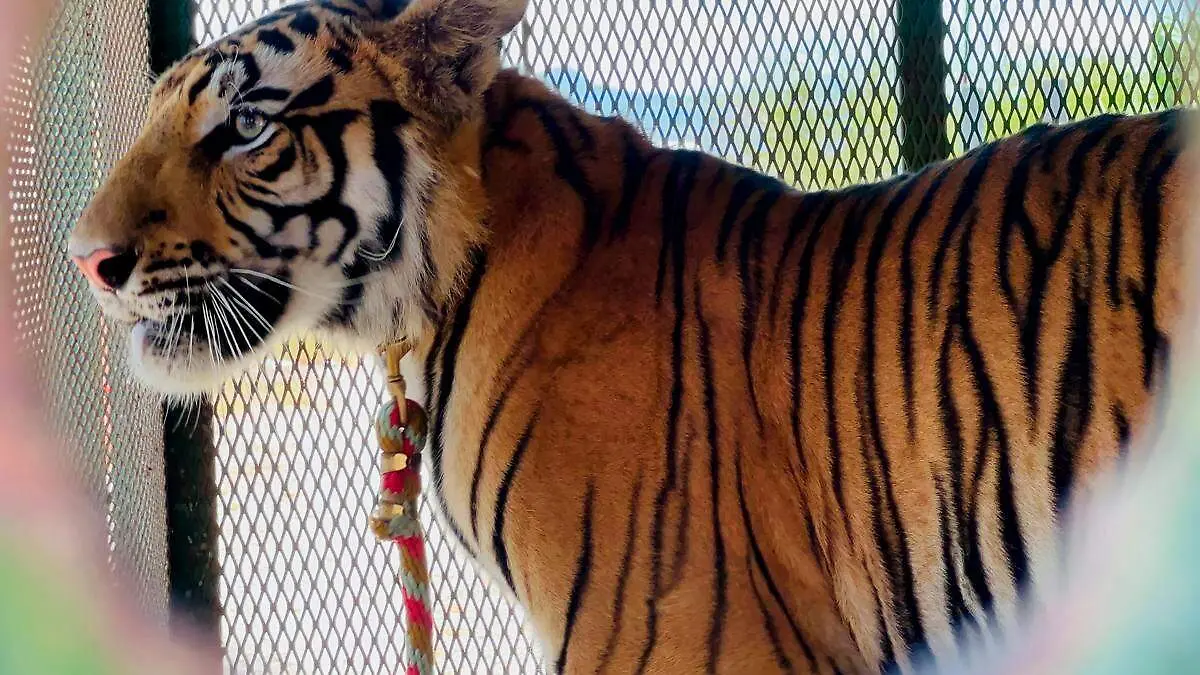 Tigre