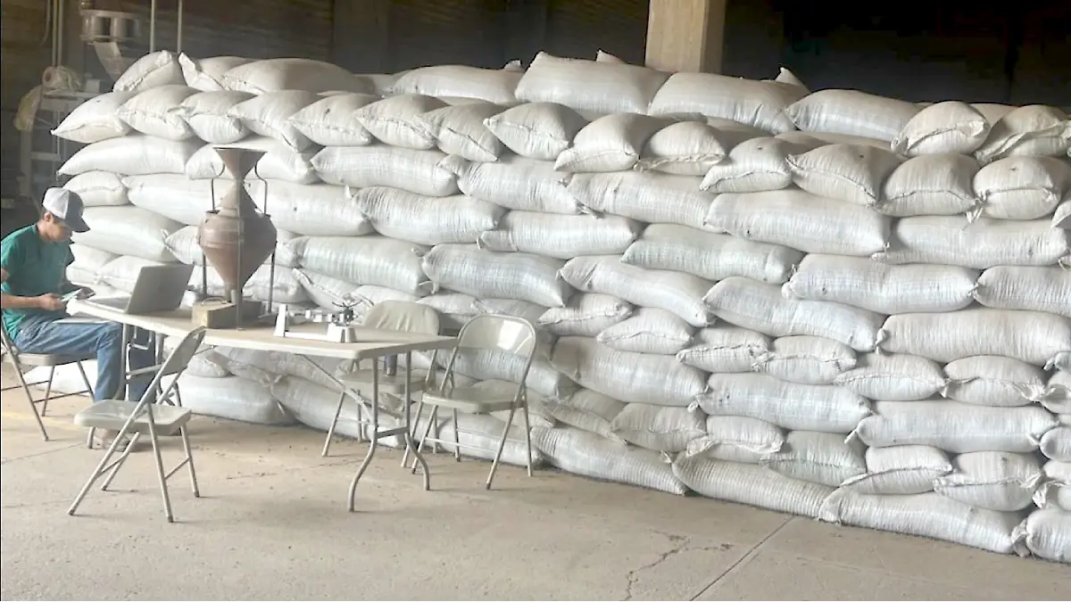 Semillas en bodega prosebien