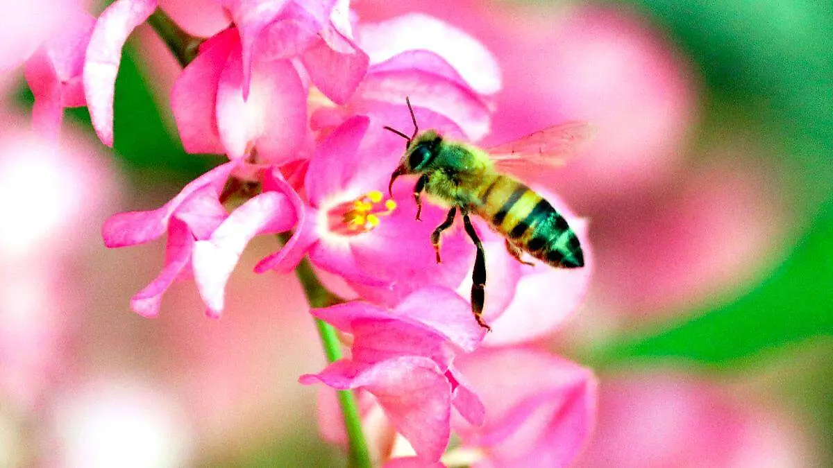 Abeja en una flor