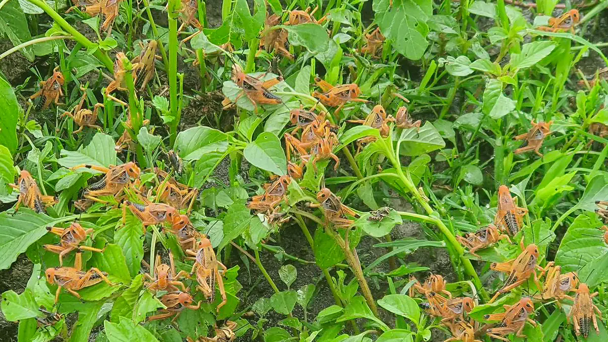 Cultivo con plaga de chapulines