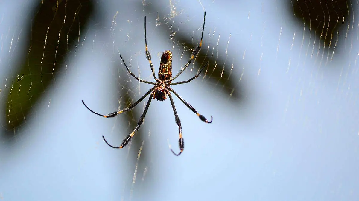 Araña