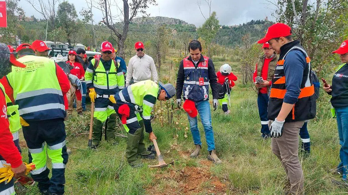 reforestan