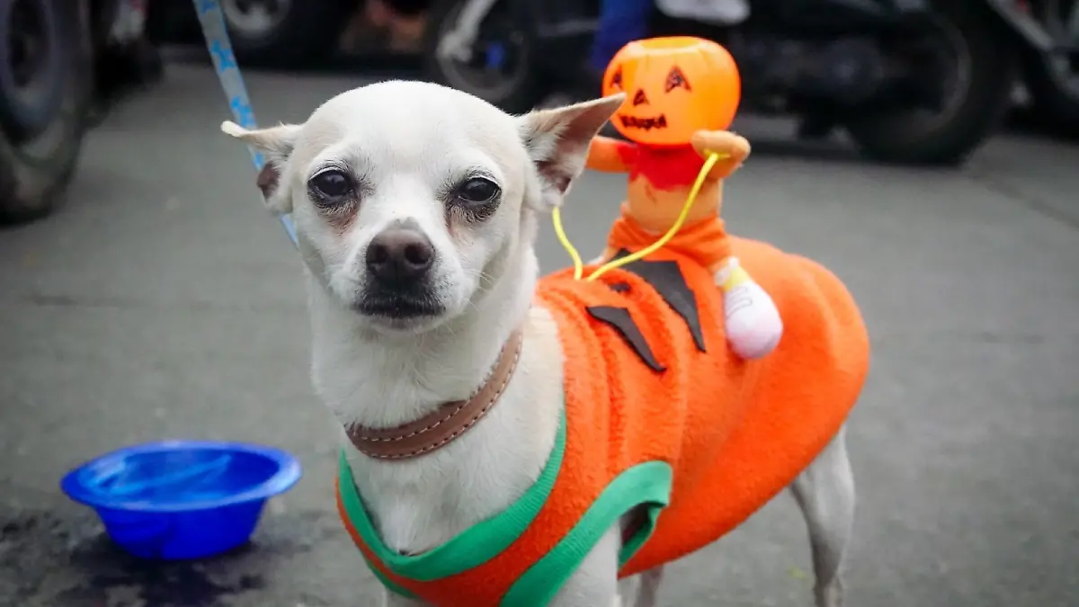 Perrito