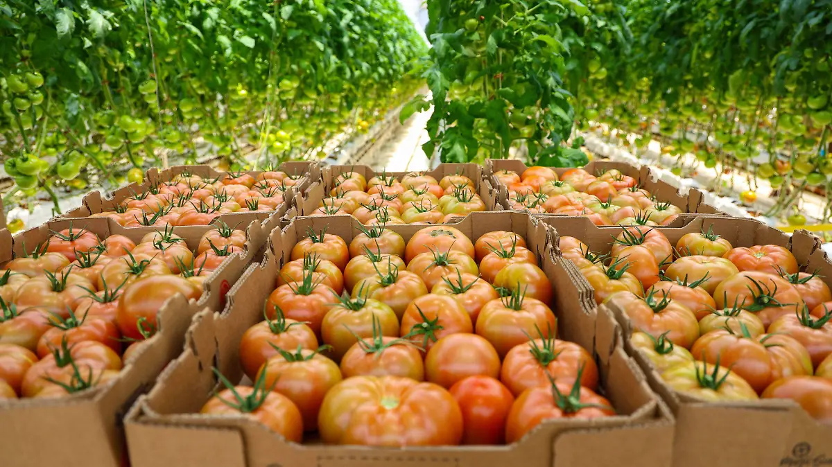 1043499_Agroindustria tomates Zacatecas_impreso