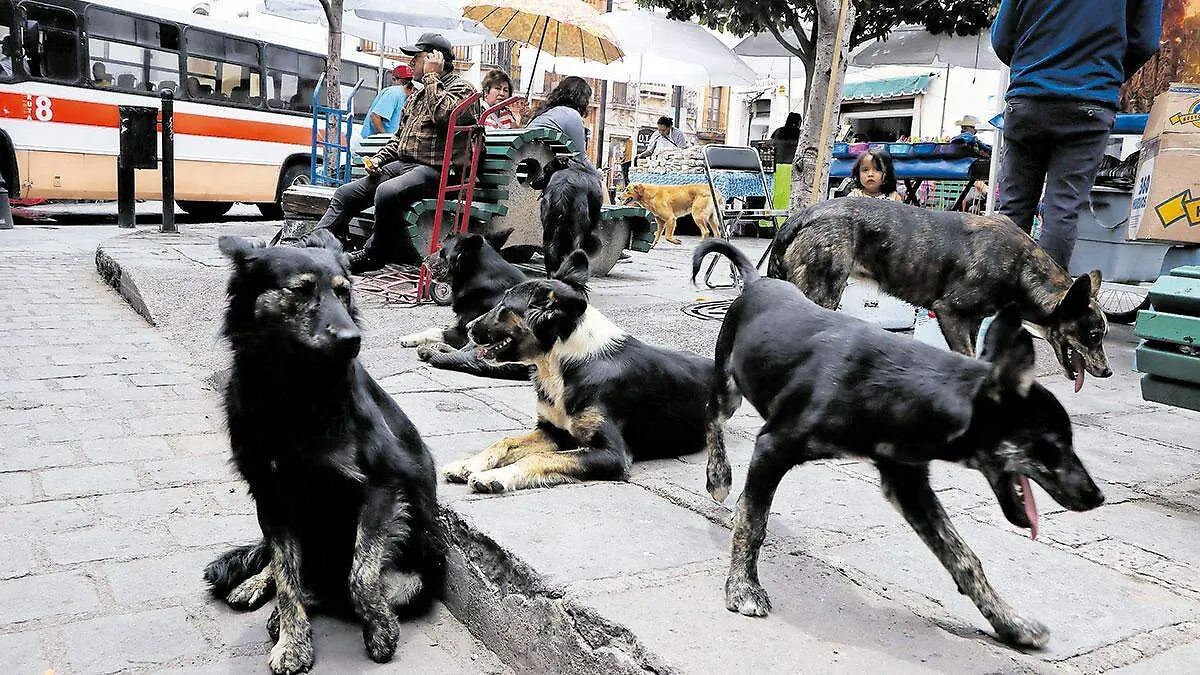 Perros