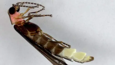 Descubren en Chapultepec nueva especie de luciérnaga - El Sol de Zacatecas  | Noticias Locales, Policiacas, sobre México, Zacatecas y el Mundo
