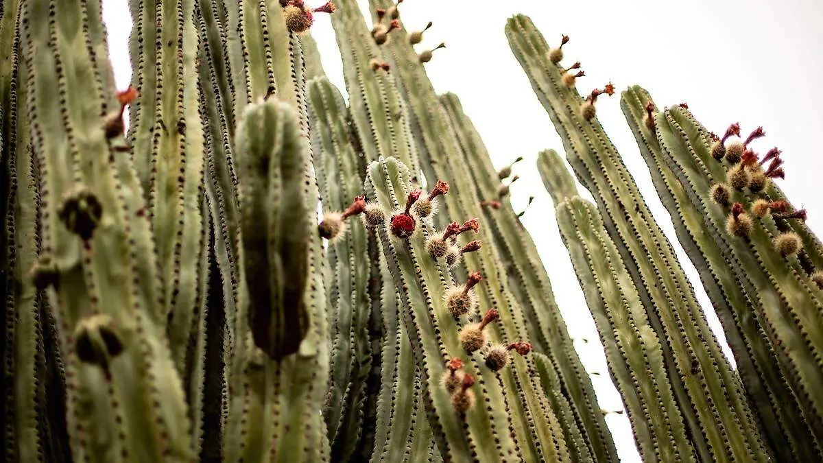 Cactus
