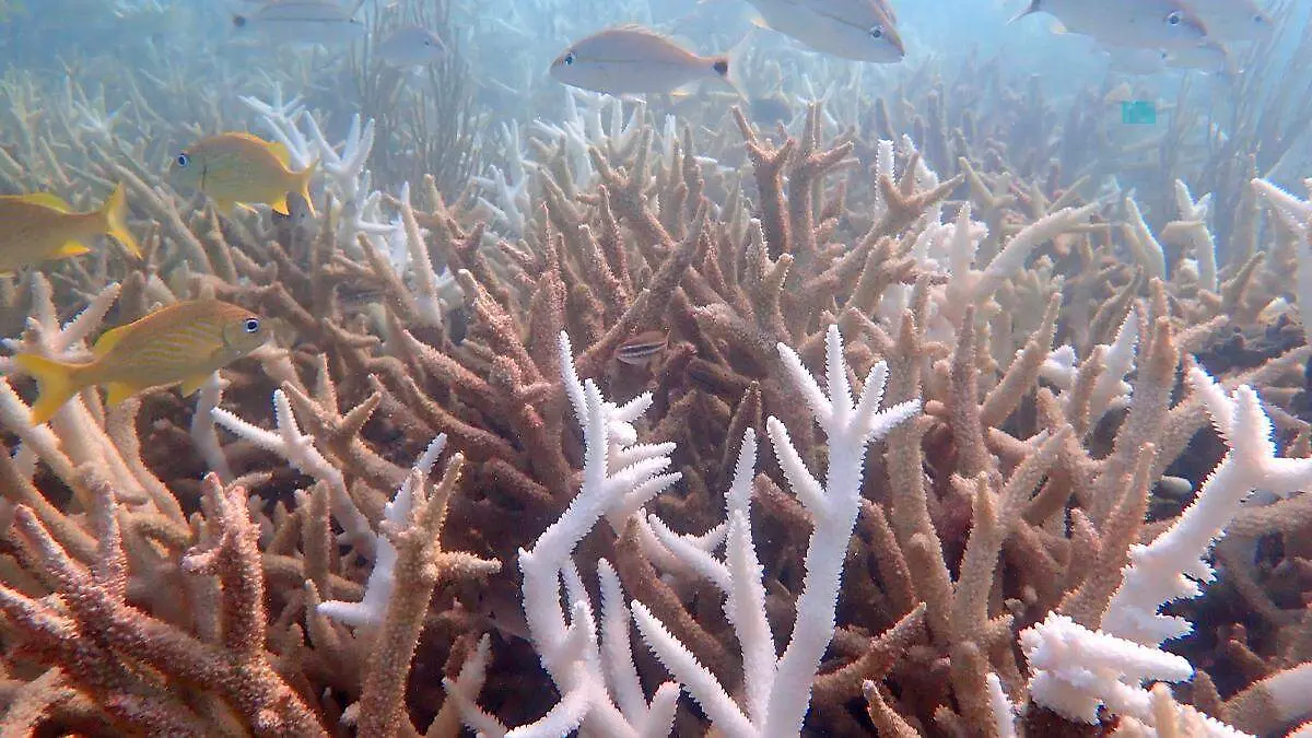 Coral cambio climático