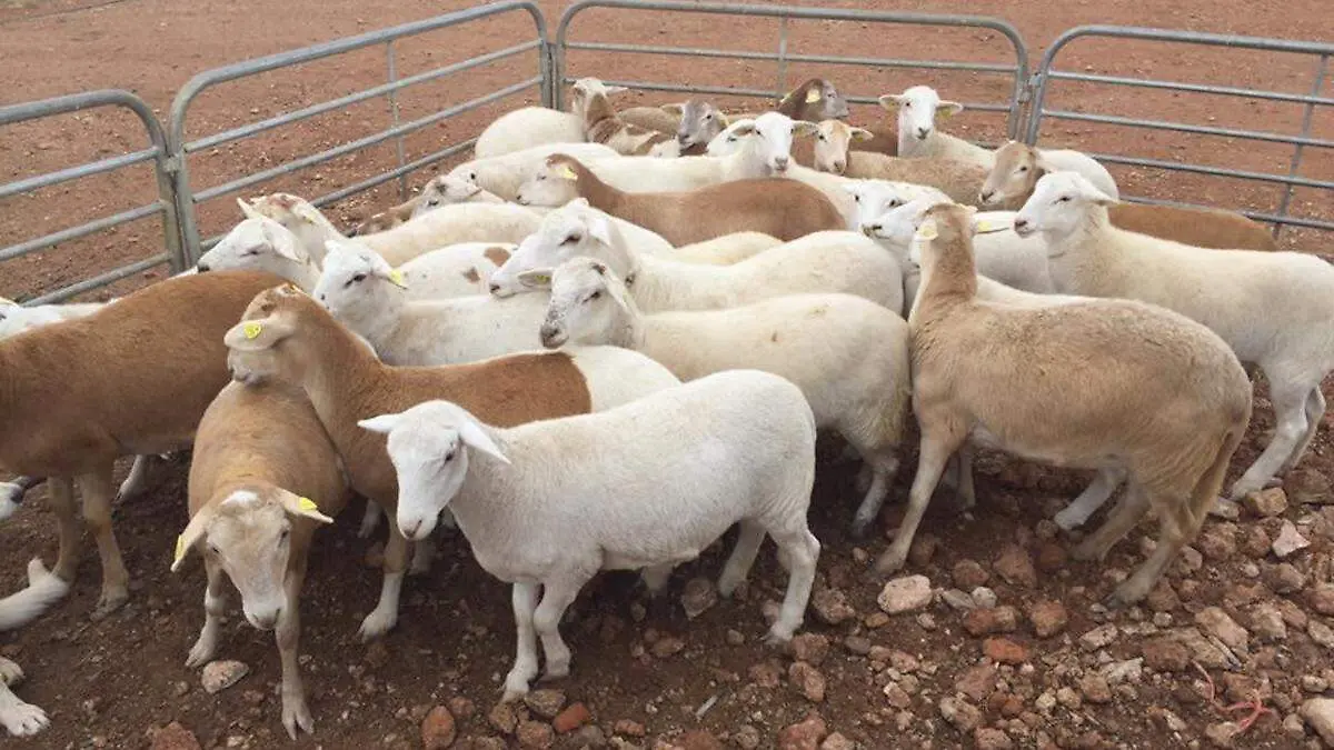 Automatización de una manga de manejo animal con ganado