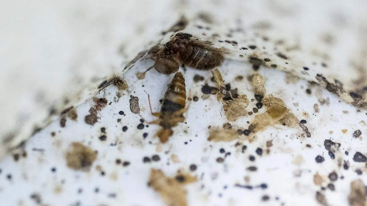 Investigación con chinches