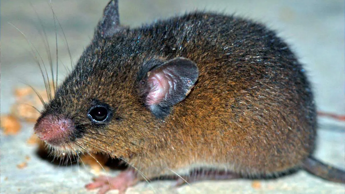 Hallazgo de nueva especie en Perú