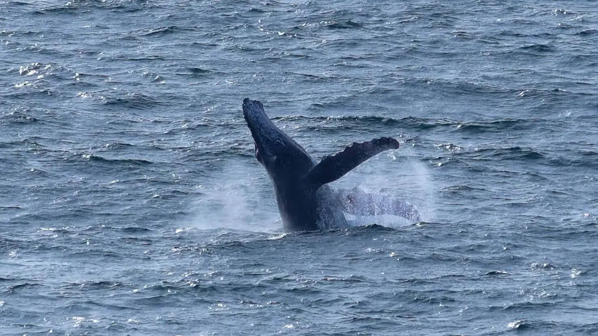 1019642_Acapulco Ballena_impreso