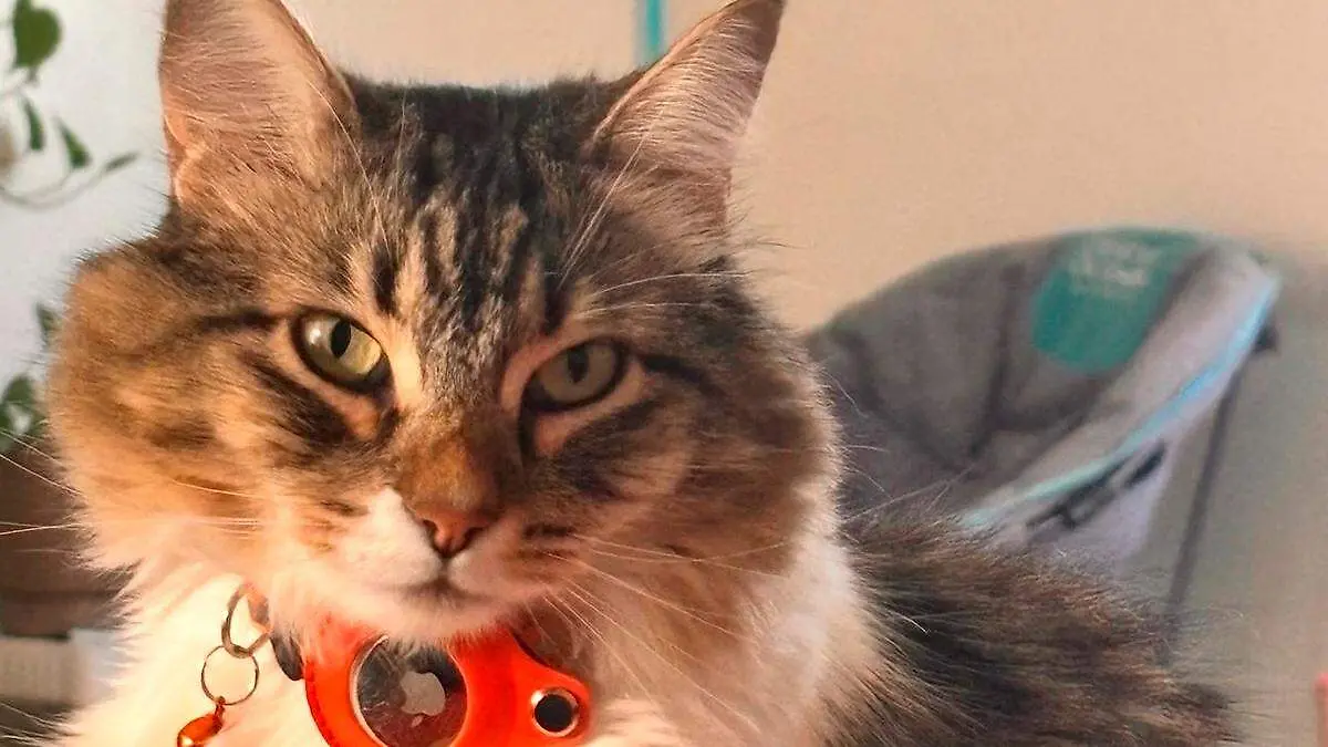 Día Internacional del Gato