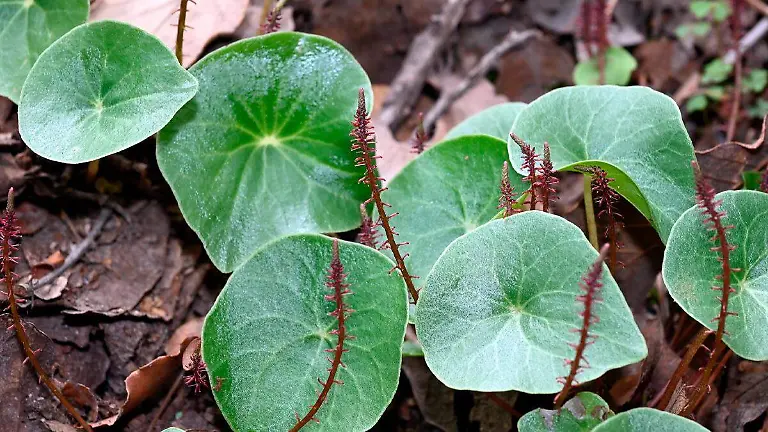 Peperomia accentus
