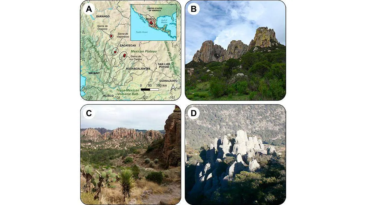 Peperomia accentus, exclusiva de Zacatecas