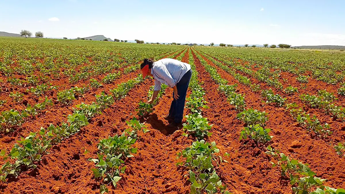 sembradío de frijol