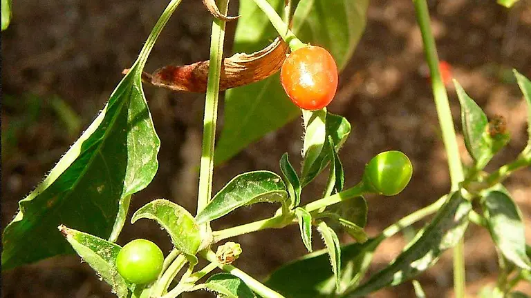 Chile chiltepín