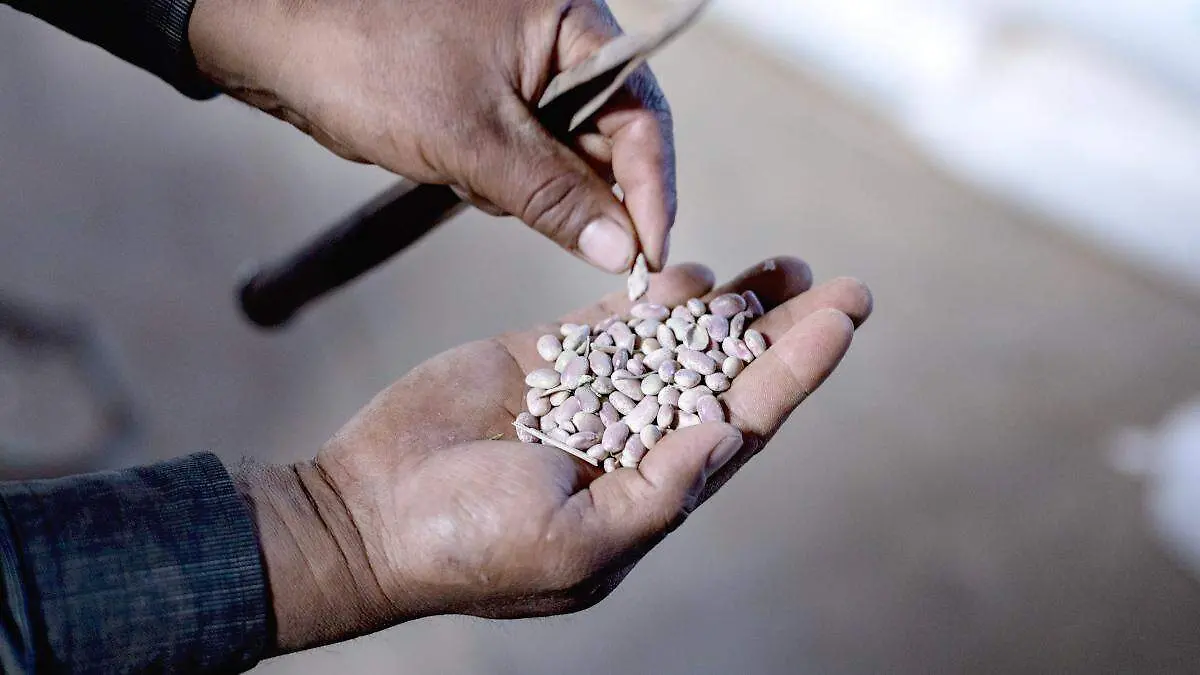 Manos de productor con frijol zacatecano