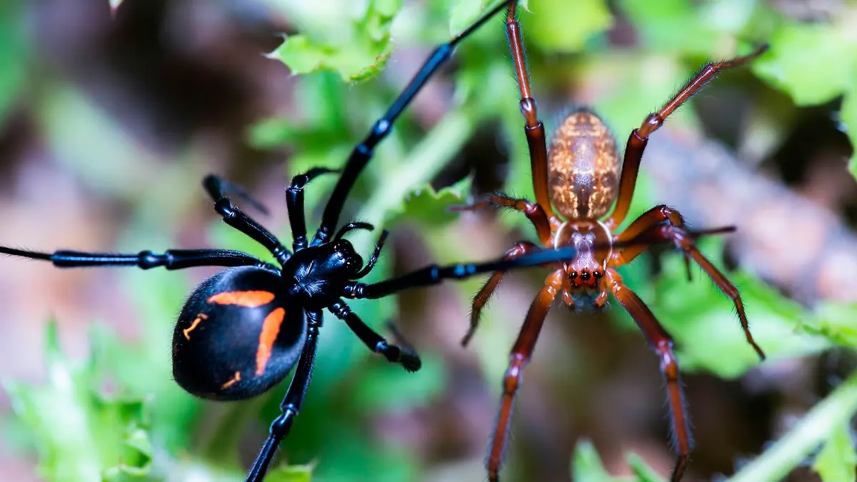Imagen ilustrativa de araña viuda negra y violinista